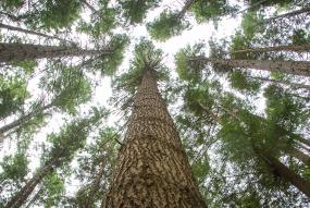 New Zealand Forest