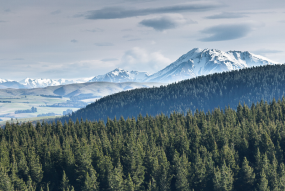 New Zealand Forest