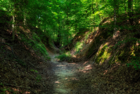Forest Trace