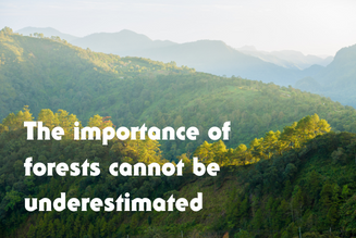 SM Post - Why We Need Forests