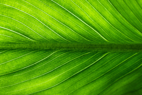 leaf