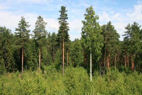 Finland Photo