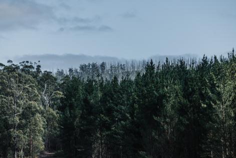 FSC Certified Forest - Australia