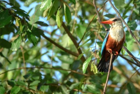 2022_FSC COMMS_Uganda, Hoima_Visit to Fiber Boards Ltd. forest in Uganda to sight the rare African Golden Cat and other biodiversity_(c)FSC_Jjumba Martin 104.jpg