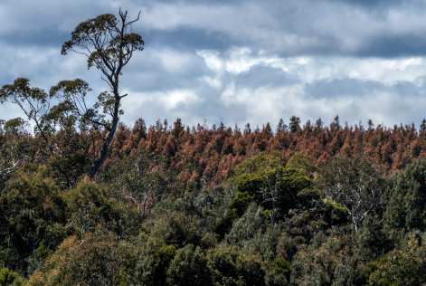 © FSC ANZ / Rob Burnett