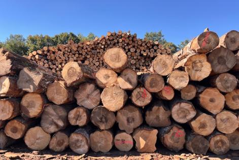 2025 © FSC / Adel Strydom