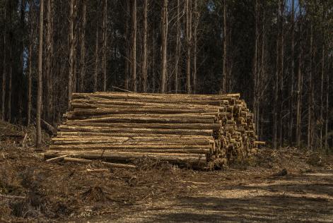 Log pile FSC certified forest