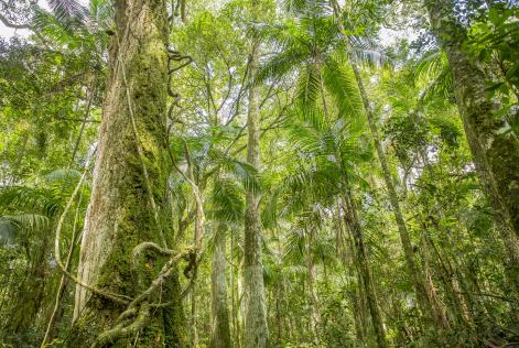 Missionary Forest, Argentina