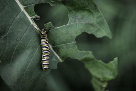 Caterpillar