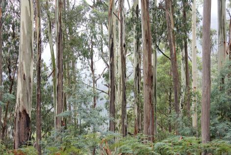 eucalypt