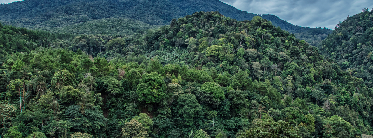 Forest 1