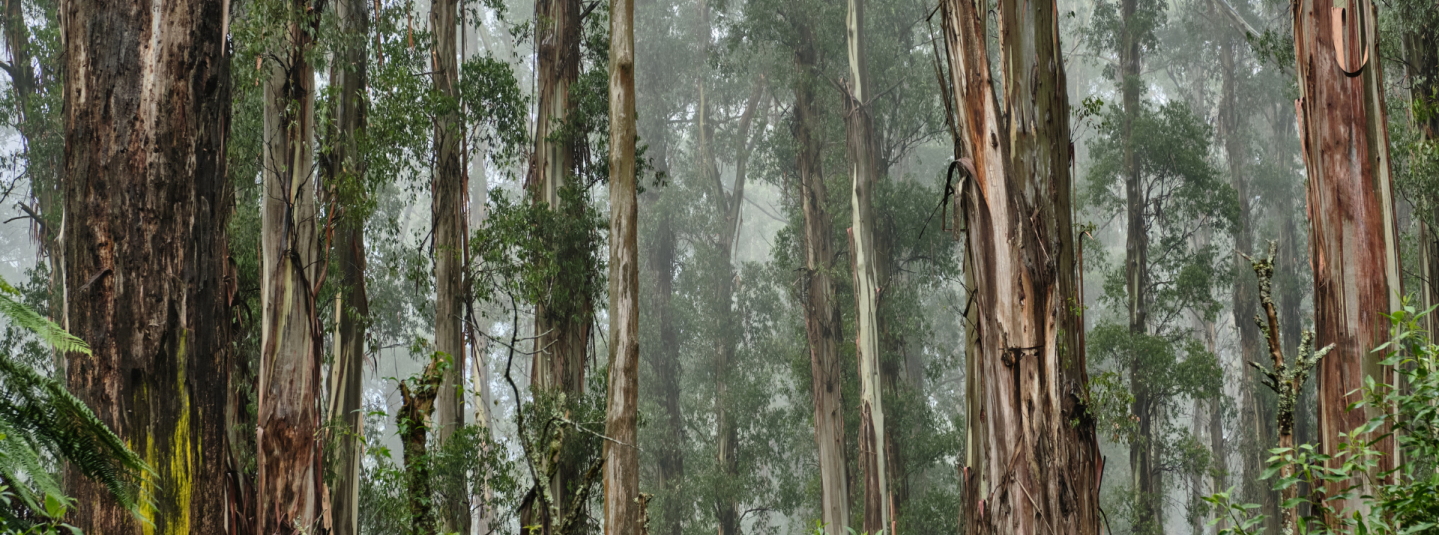 Australian Forest 2.