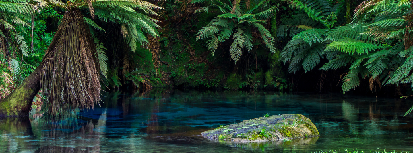 New Zealand Forest Image