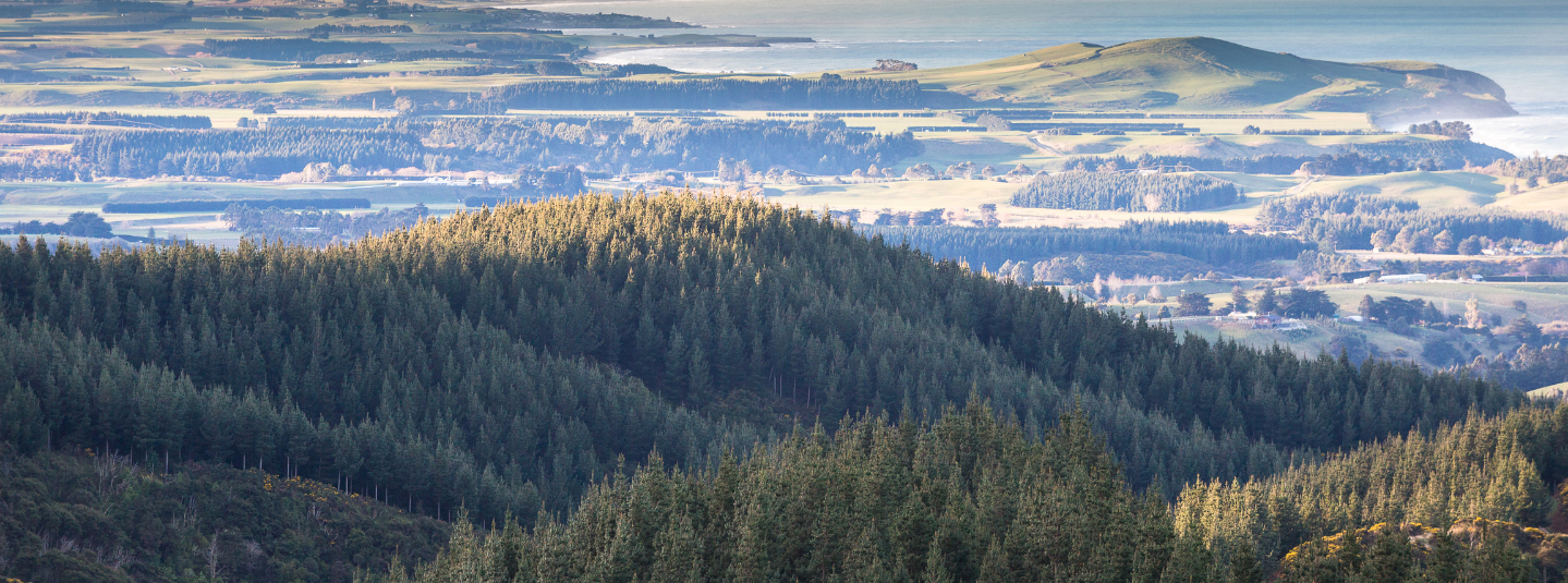 New Zealand Forest