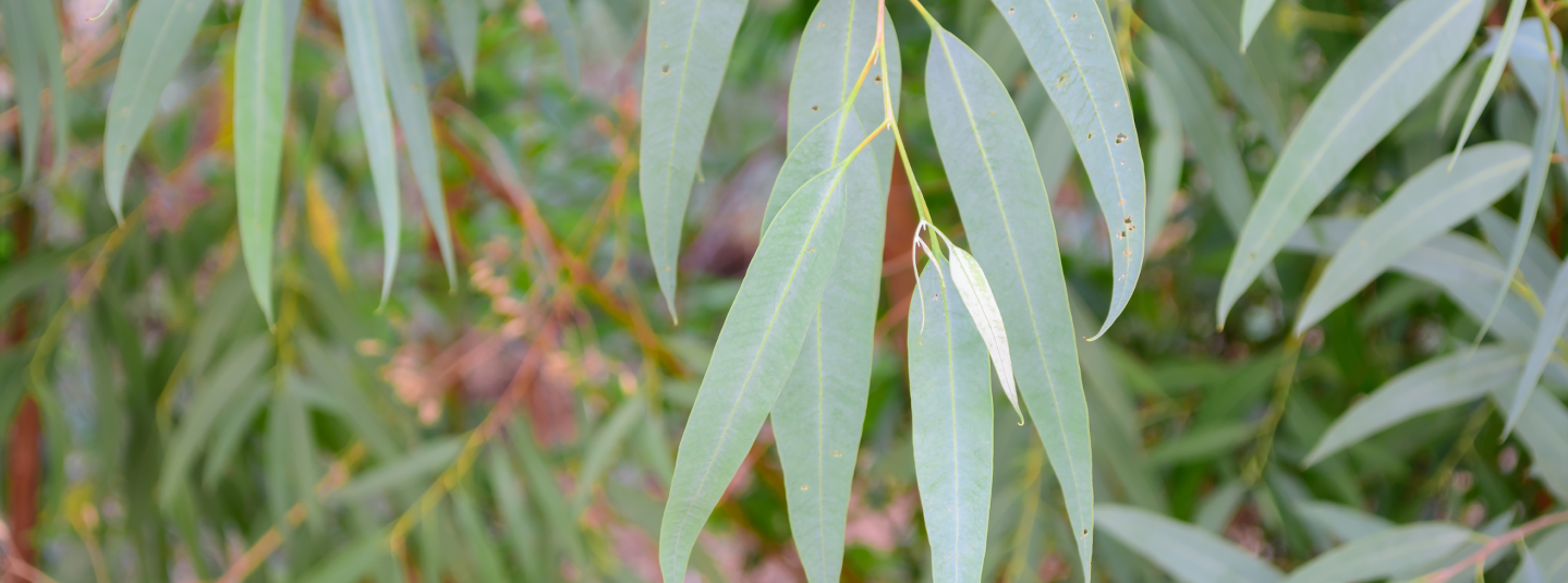 Eucalyptus