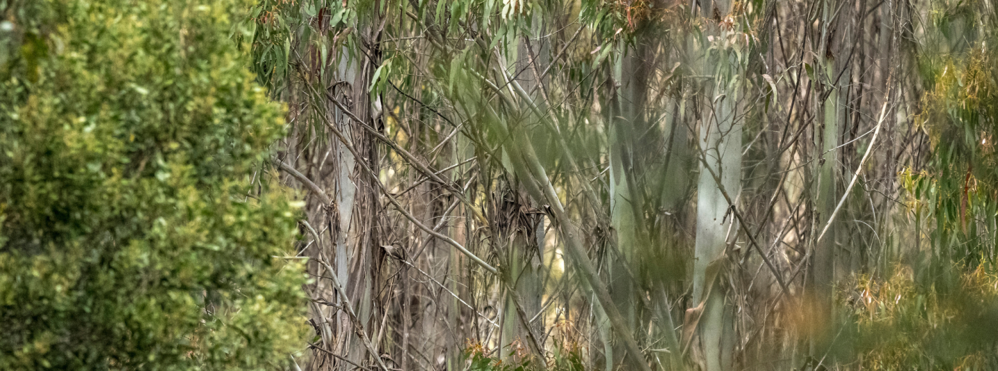 Australian Forest