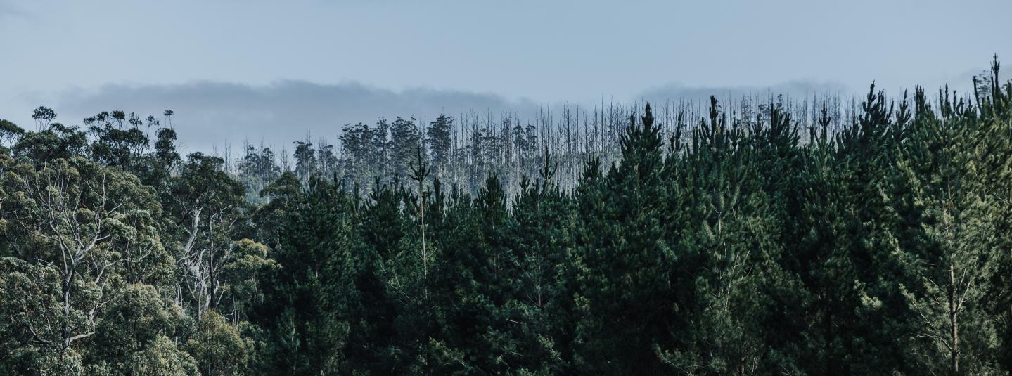 FSC Certified Forest - Australia