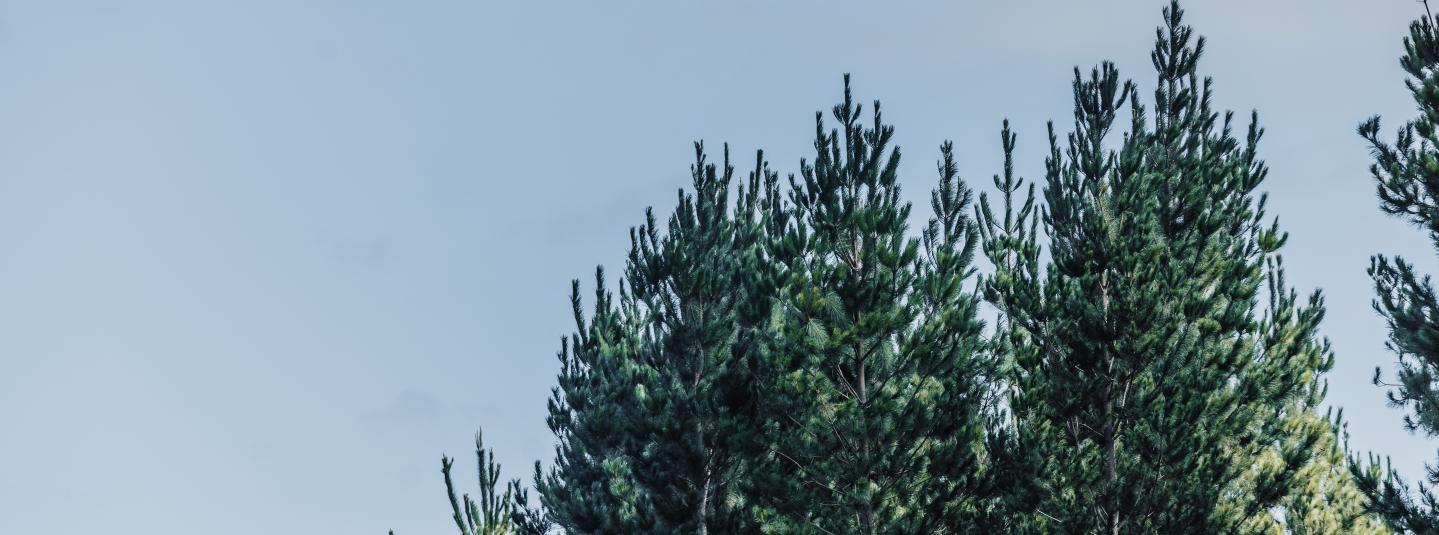 FSC Certified Forest Australia