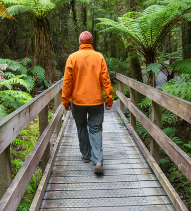 New Zealand Forest
