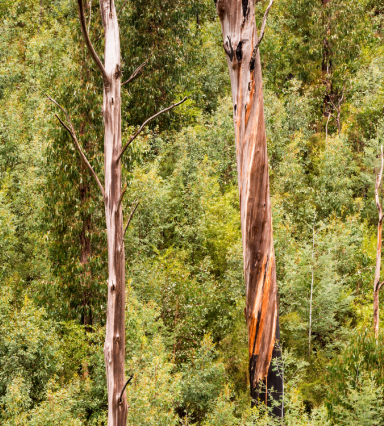 Australian Forest