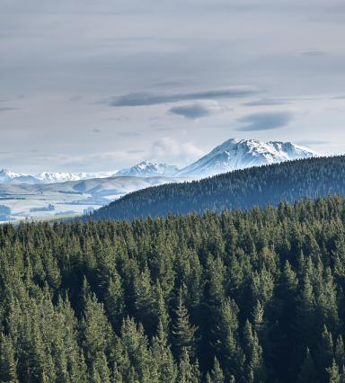 New Zealand Forest