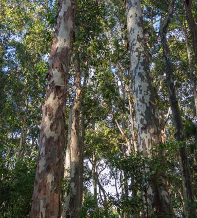 Forest 9