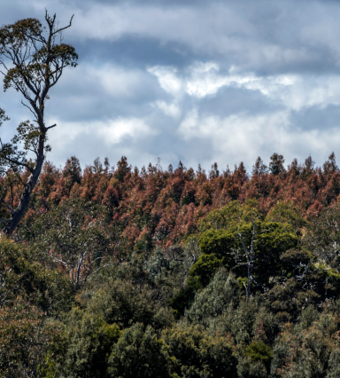 © FSC ANZ / Rob Burnett