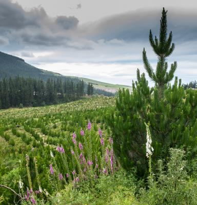 nz forest