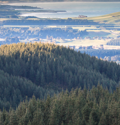 NZ Forest Photography