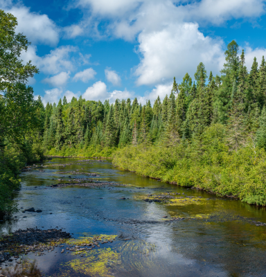 Forest river