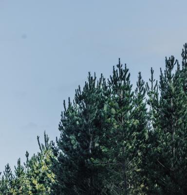 FSC Certified Forest Australia