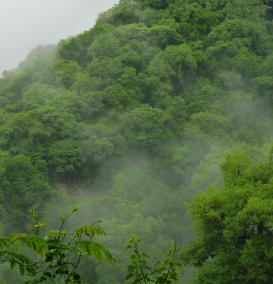 Forest Photography
