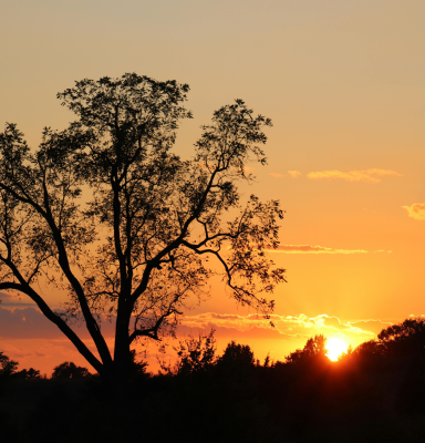 Sunset Forest Australia