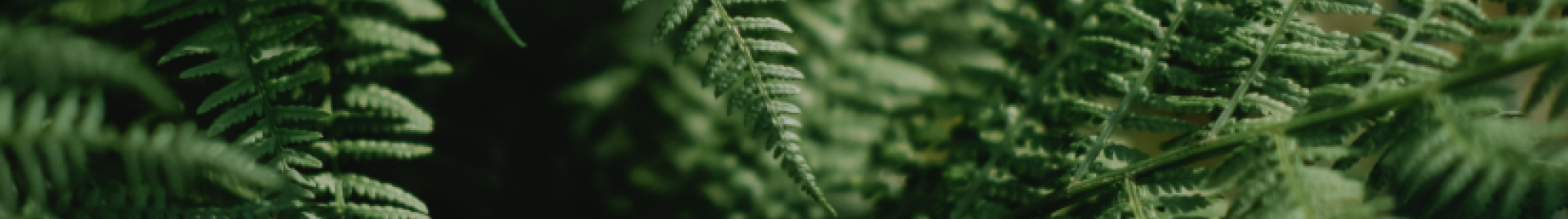 Fern