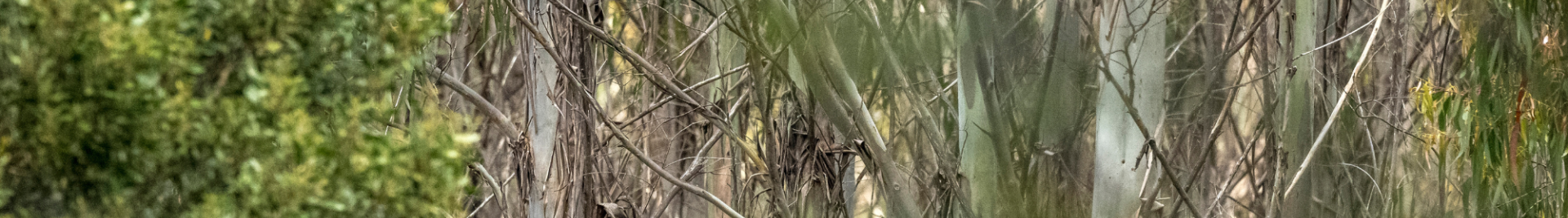 Australian Forest