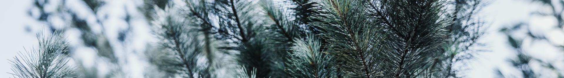 Forest Image - FSC