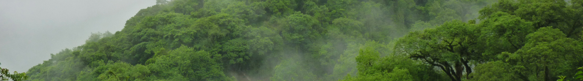 Forest Photography