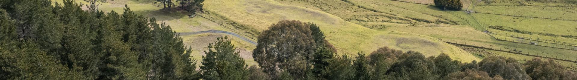 2025_FSC ANZ_New Zealand_FSC Forest Walk Aerial View of the FSC Certified Forest_(c)FSC ANZ_Angelo Giannoutsos.jpg