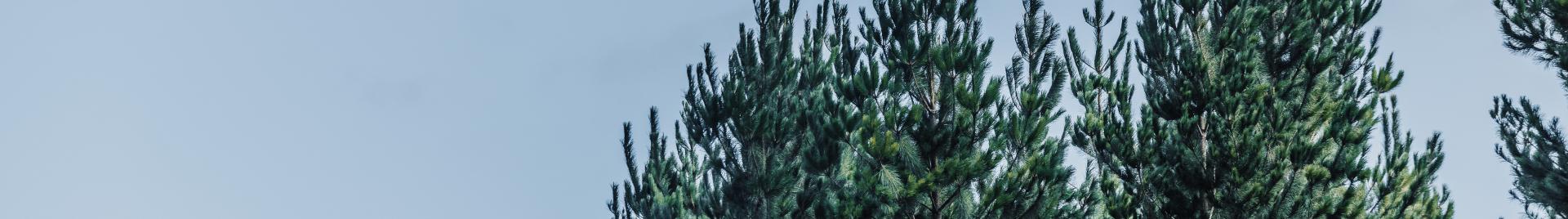 FSC ANZ - Andreas Weiss.jpg