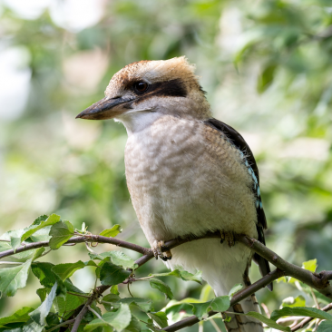 Kookaburra