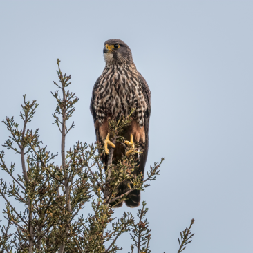 New Zealand Falcon