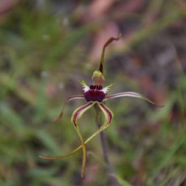Caladenia-dilatata-the-Green-comb-Spider-orchid