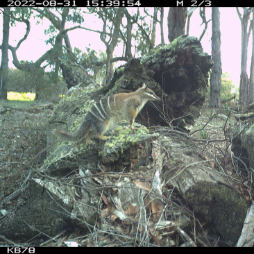 Numbat © Dr Karlene Bain, Python Ecological Services.