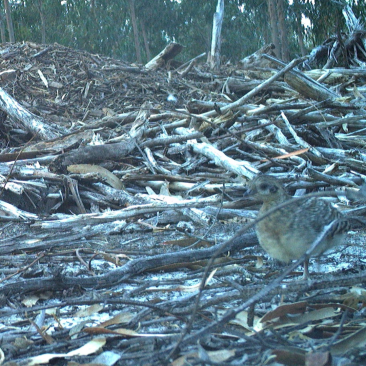 Mallee Fowl © Dr Karlene Bain, Python Ecological Services.