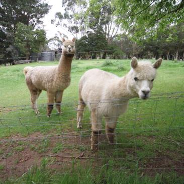 Alpacas grazing at the Main Ridge site