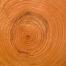 19/6/13 FSC Controlled Wood Evaluation of Bunbury Treefarm Project